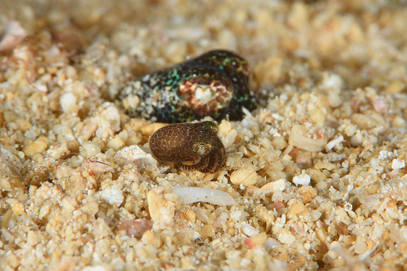 Adult and juvenil Hummingbird Bobtail Squid