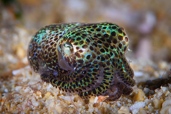 Hummingbird Bobtail Squid