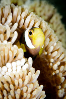 Lombok, Seahorse Bay