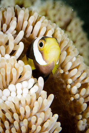 Lombok, Seahorse Bay