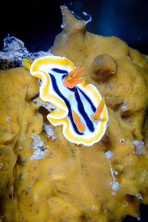 Bali, Lovina House Reef Night Dive