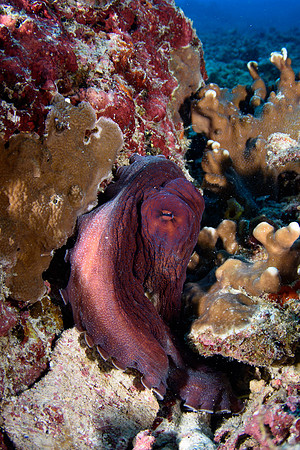 Shark Point - Gili Islands