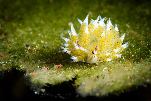 Tulamben