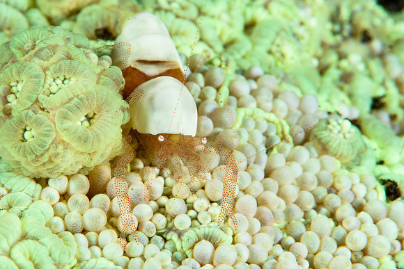 Tulamben