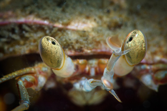 Hermit crab