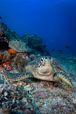Shark Point - Gili Islands