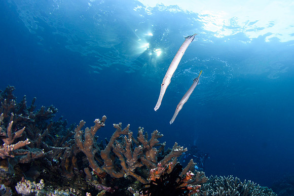 Raja Ampat 2019