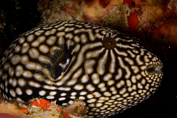 Lombok, Seahorse Bay