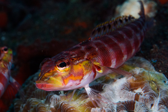 Tulamben