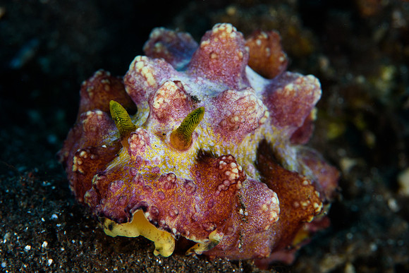 Tulamben