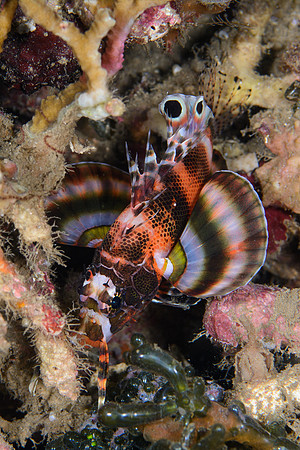 Bali, Lovina House Reef Night Dive