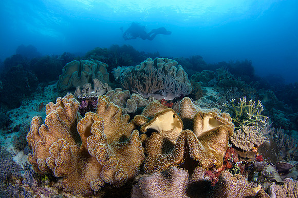 Raja Ampat 2019