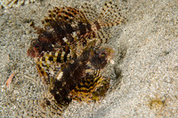 Lombok, Seahorse Bay