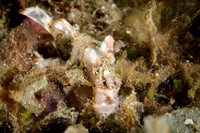Lombok, Seahorse Bay