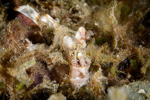 Lombok, Seahorse Bay