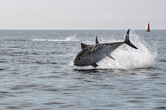 Atlantic Bluefin Tuna, Øresund, Denmark 2025