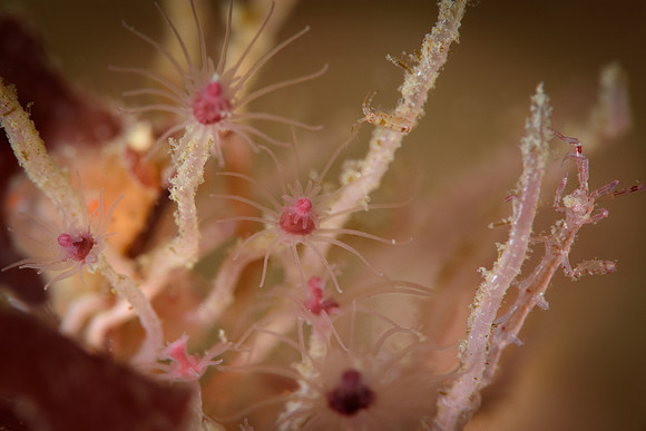 Lady Bug Amphipods   and Skelton Shrimp among Fjæreblomst — Ectopleura larynx,