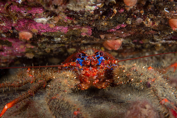 Spiny Squat Lobster, Lysekil, Sweden 2020