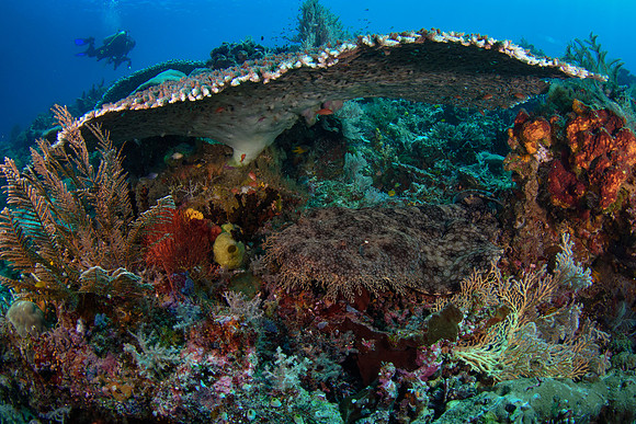Wobbegong Shark, Raja Ampat, West Papua, Indonesia 2019