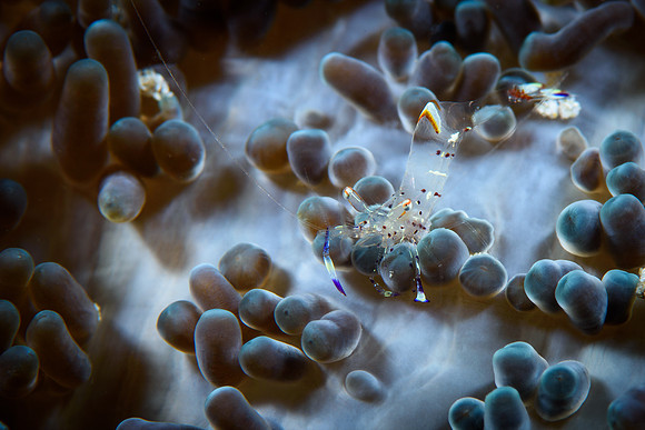 Long-arm Cleaner Shrimp, Raja Ampat, West Papua, Indonesia 2019