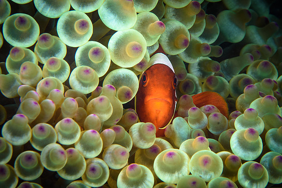 Raja Ampat, West Papua, Indonesia 2019