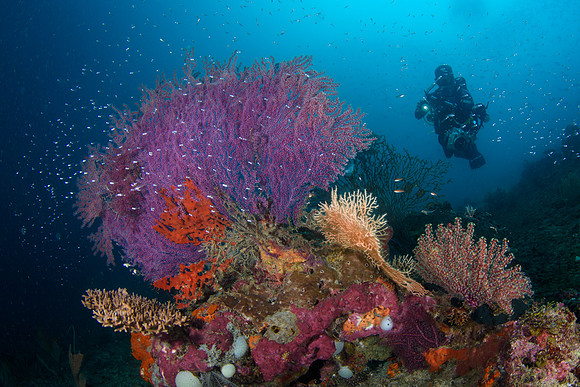 Raja Ampat, West Papua, Indonesia 2019
