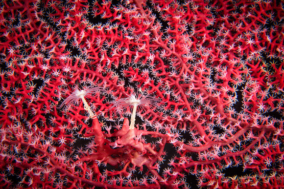 Raja Ampat, West Papua, Indonesia 2019