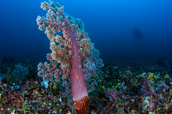 Raja Ampat, West Papua, Indonesia 2019