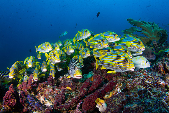 Ribbon Sweetlibs, Raja Ampat, West Papua, Indonesia 2019