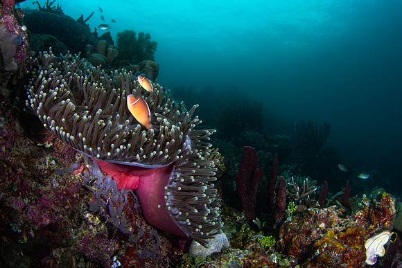 Raja Ampat, West Papua, Indonesia 2019