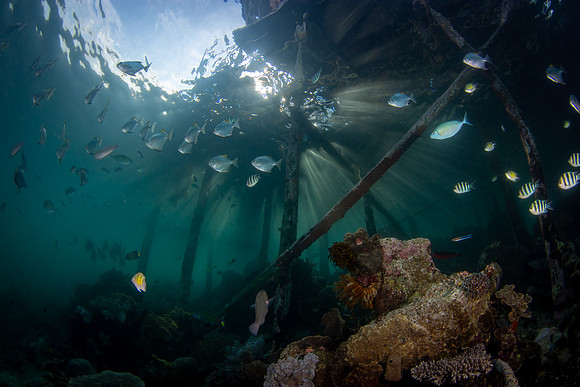 Raja Ampat, West Papua, Indonesia 2019