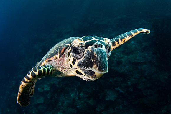 Hawksbill Turtle,Raja Ampat, West Papua, Indonesia 2019