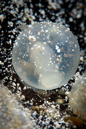 Juvenile Flamboyant Cuttlefish inside egg, Raja Ampat, West Papua, Indonesia 2019