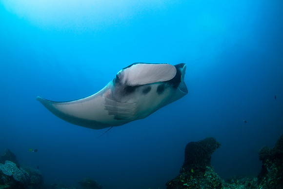 Giant Oceanic Manta, Raja Ampat, West Papua, Indonesia 2019