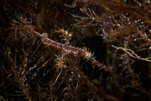 Ghost Pipefish, Raja Ampat, West Papua, Indonesia 2019