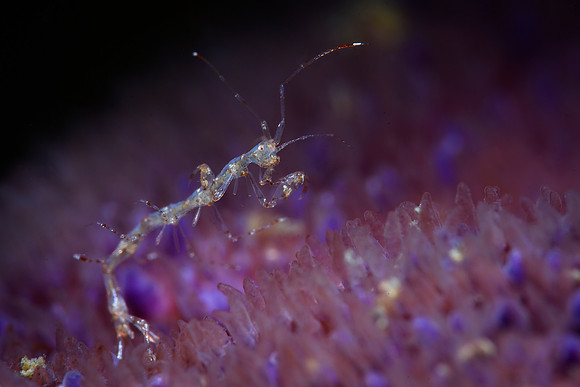 skeleton shrimp 2-3mm