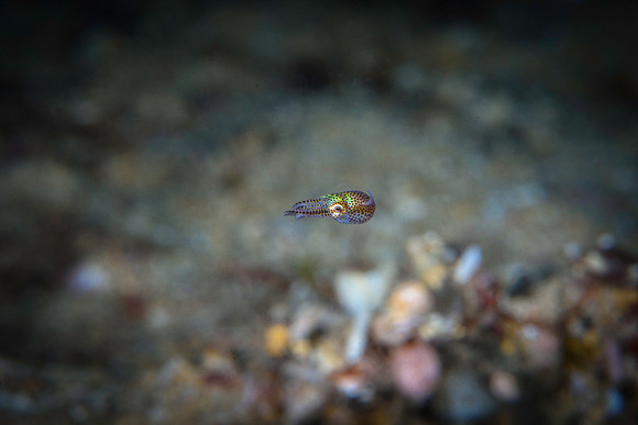 Juvenil Hummingbird Bobtail Squid