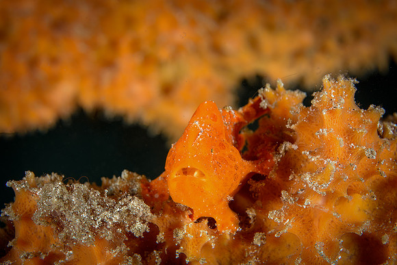Frogfish, Seahorse Bay, Lombok, Indonesia 2023