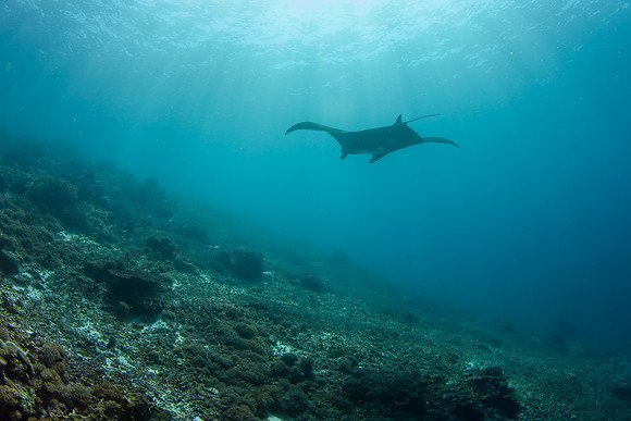 Reef Manta, Mawan, Komodo, Indonesia 2023