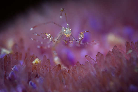 Skeleton shrimp 2-3mm