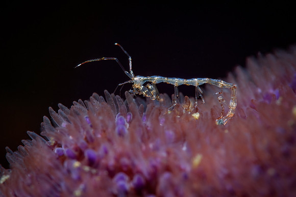 Skeleton shrimp 2-3mm