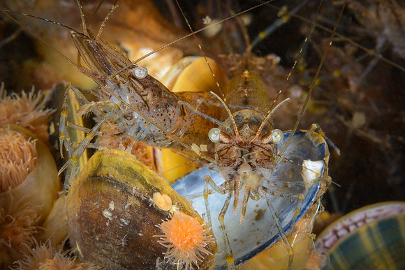 Shrimps