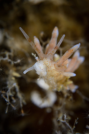 Eubranchus rupium