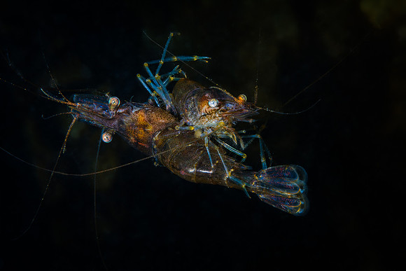 Shrimps