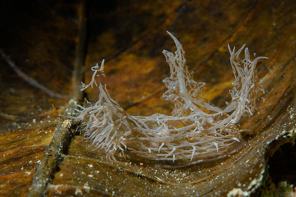Melibe Colemani nudibranch, Bangka Island, North Sulawesi, Indonesia 2024