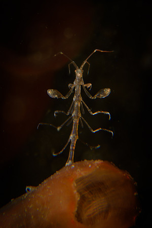 Skeleton shrimp