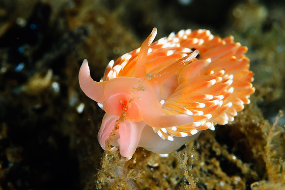 Coryphella gracilis
