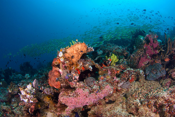 Bangka Island, North Sulawesi, Indonesia 2024