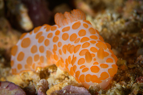 Cannibal nudibranch, Bangka Island, North Sulawesi, Indonesia 2024
