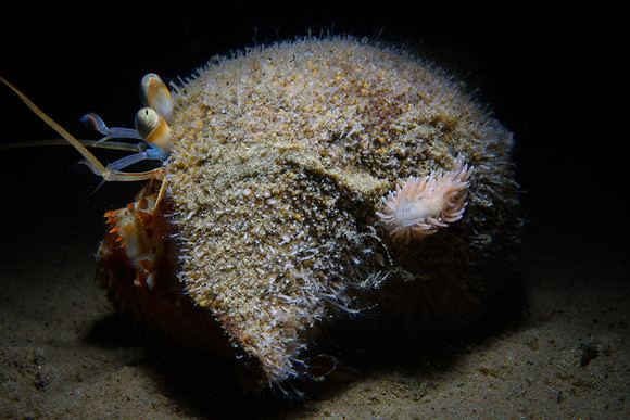 Cuthona nana on Hermit Crab